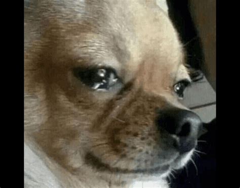 crying dog meme gif